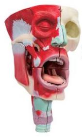 鼻、口、咽喉腔分解模型